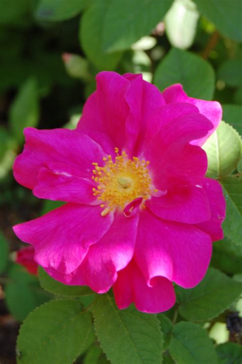 Heirloom Roses: The Apothecary's Rose | HubPages