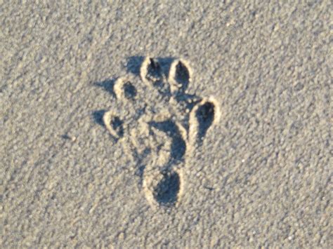 Islay Natural History Trust Otter Tracks Ardnave