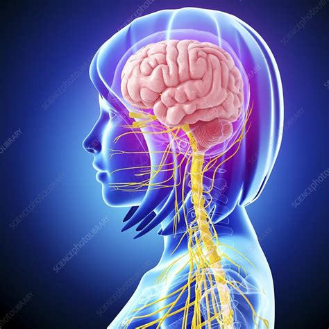 It gathers information from all over the body and coordinates activity. Central nervous system, artwork - Stock Image - F005/9450 - Science Photo Library