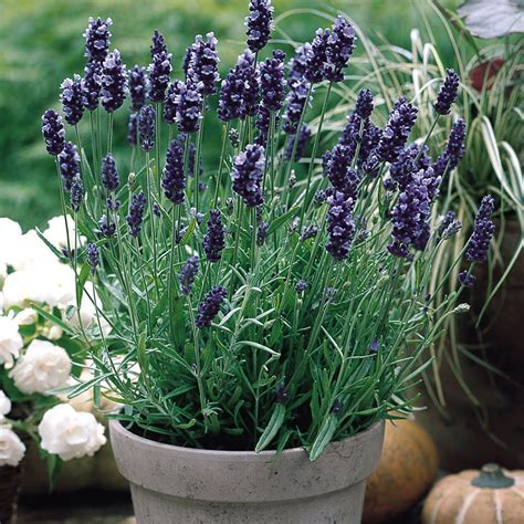 Lavender Hidcote J Parker Dutch Bulbs Plants Shrubs