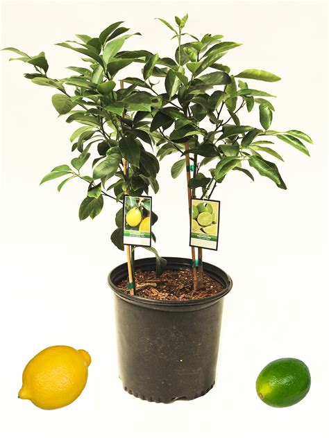 Lemon And Lime Tree 2n1 Plants Edible Garden Citrus Trees