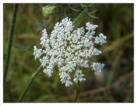 Adirondack Wildflowers Queen Annes Lace Daucus Carota