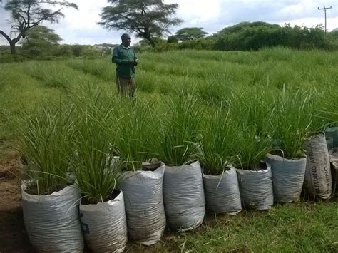 How Im Making A Fortune From Growing Vetiver Grass Used For Making