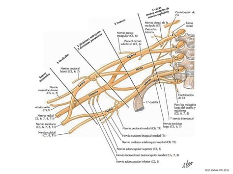 Plexo Braquial Anatomia Latarjet Netter Ramas Anteriores Nervio Sexiz Pix