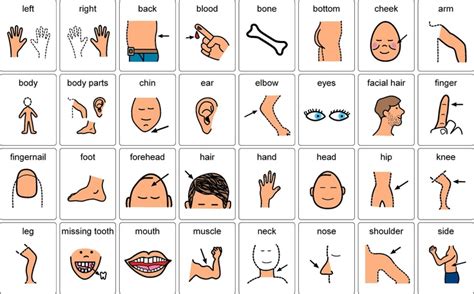 Human Body Parts Learning Parts Of The Human Body English Pictures