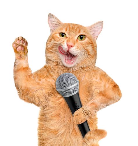 Cat Noises Pictures Stock Photos Pictures And Royalty Free Images Istock