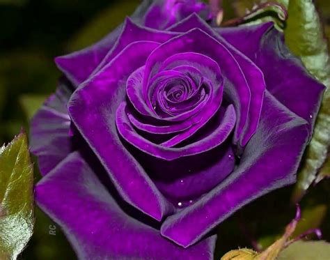 Details 100 Imagen Rosas Moradas Y Negras Abzlocalmx