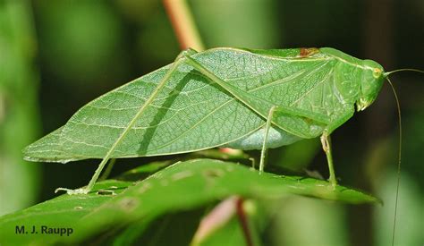 At Night In The Rainforest Part 2 Round Headed Katydids