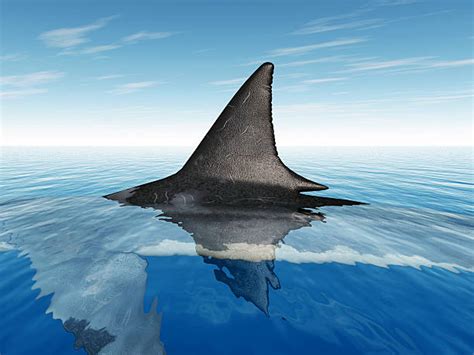 Great White Shark Pictures Images And Stock Photos Istock