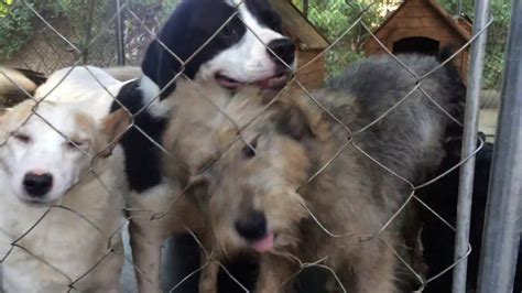Hey ihr lieben, in diesem video zeigen wir euch hunde die meine (lisha) mama aus tötungsstationen vieler länder rettet. Kleine Hunde suchen ein Zuhause - YouTube