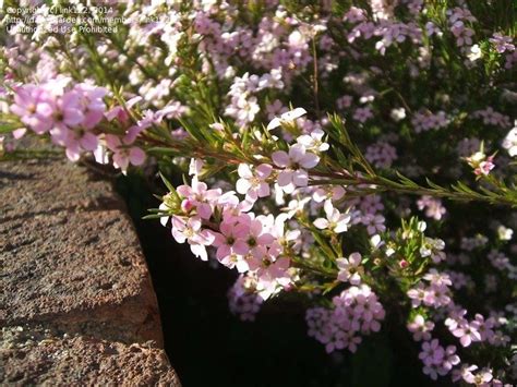 Pink Flowering Plant Identification Plant Identification Closed