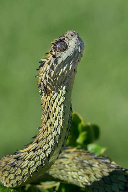 Royalty Free Hairy Bush Viper Pictures Images And Stock