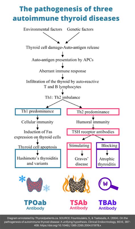 The Third Type Of Autoimmune Thyroid Disease Atrophic Thyroiditis