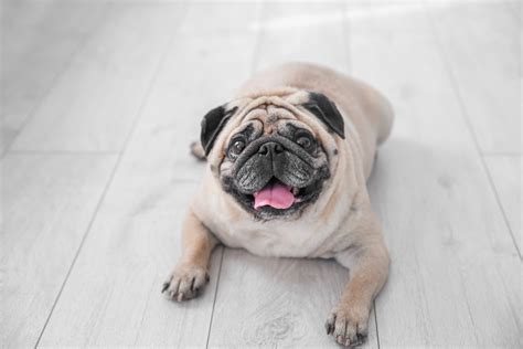 How To Tell If Your Pet Is Overweight