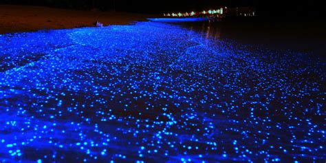 Maldives Bioluminescent Beach Lutscher Fliegen