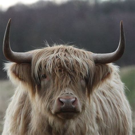 Pin On Highland Cattle