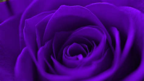 It's the color of choice for an inventive atmosphere that also provides stability. Purple Roses Wallpaper ·① WallpaperTag