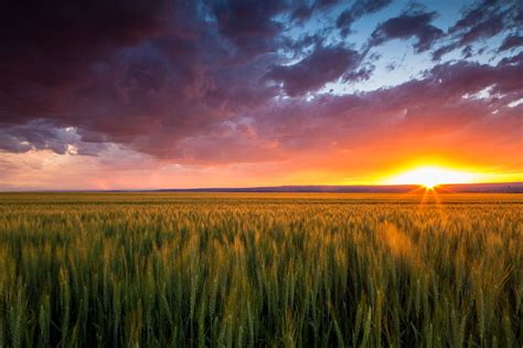 Southeast Montana Sunset Over A Wheat Field Outside Of Billings