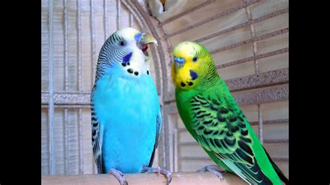 Budgies Parakeets Singing People Enjoy Hearing Bird Sounds To Better