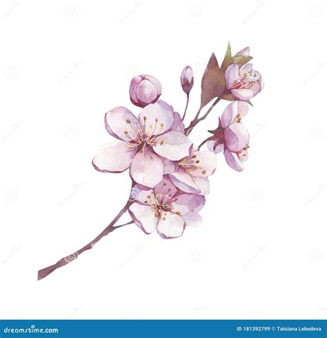Blossom Branch Cherry Plum Peach Sakura With Pink Flowers Botanical