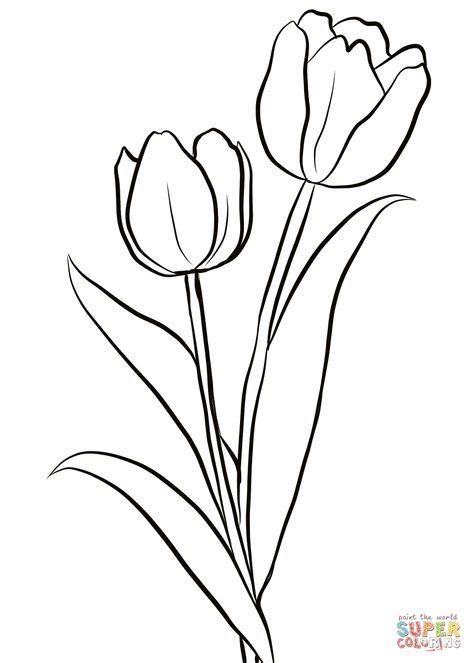 Sketsa gambar bunga tulip mekar sobsketsa. Gambar Sketsa Bunga Tulip Berwarna