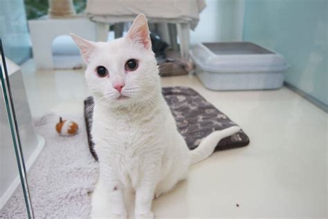 Katze sucht neues zuhause, ebay kleinanzeigen: Katze Sammy sucht ein Zuhause (PLZ-Gebiet 9) - Joshi ...