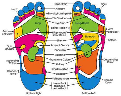 Item 46 The Book On Reflexology Welcome To Jaffa Agency
