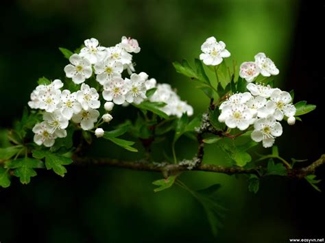 Download Free Beautiful White Flower Wallpapers Most
