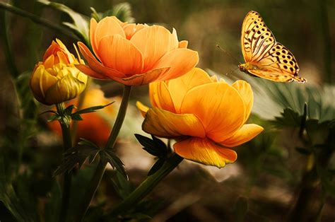 Butterfly Flowers Nature Insect Yellow Flowers Wallpapers Hd