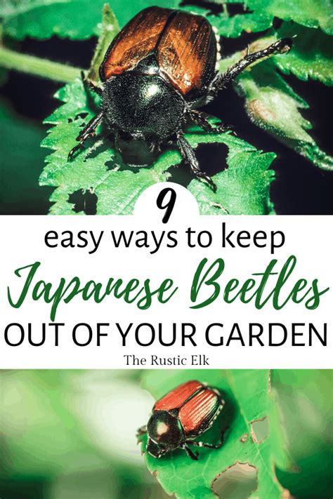 Natural Repellent For Japanese Beetles Pest Phobia