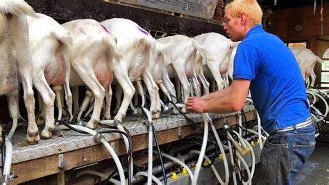Milking Goats Goat Farm In Holland Youtube