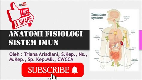Anatomi Fisiologi Sistem Imun Konsep Umum Dasar Sistem Imun Sistem