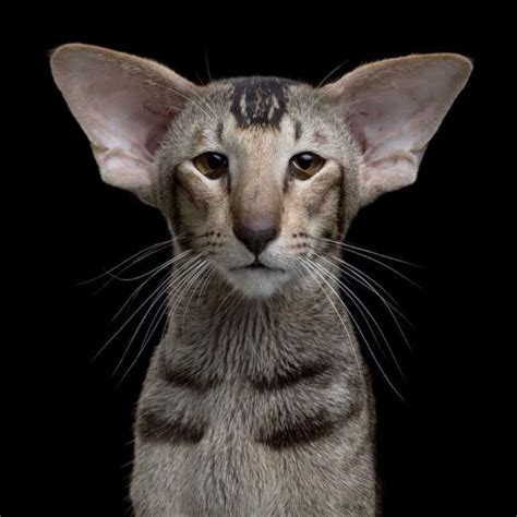 Oriental Shorthair Is A Exotic Cat In The House 50 Pictures Proving This