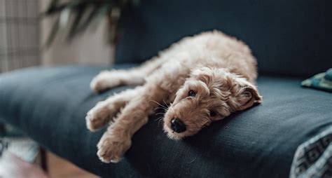 Is My Dog Depressed 5 Symptoms To Look Out For