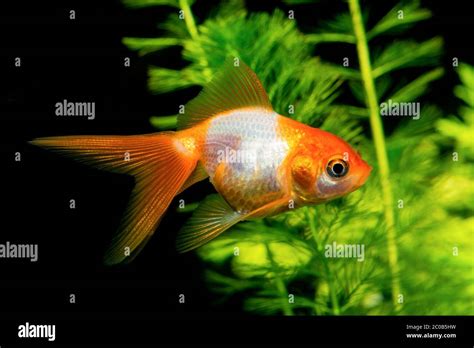 White Orange Goldfish Stock Photo Alamy