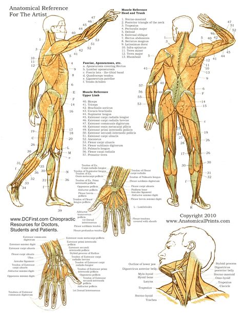 Skeletal muscles only pull in one direction. Anatomy Posters | Poster Template