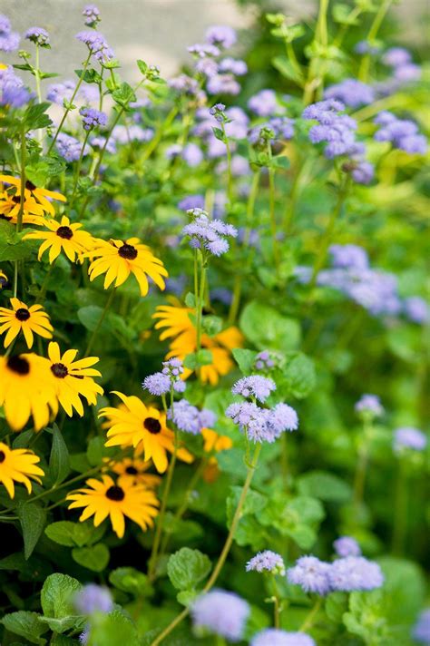 What Flowers Grow Well Together Try These 28 Pretty Combinations