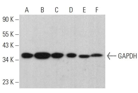 Anti Gapdh Antibody H 12 Scbt Santa Cruz Biotechnology