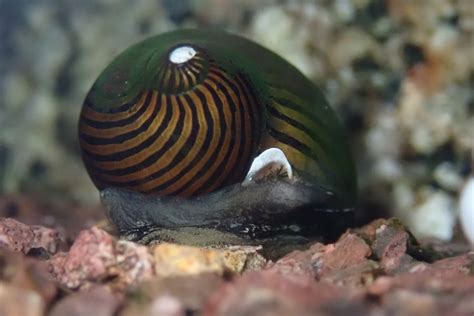 What Snails Can Live With Nerite Snails With 5 Examples Pet Fish