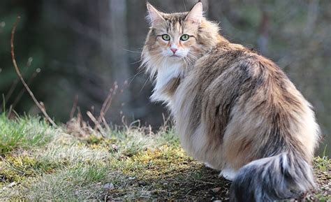 Norwegian Forest Cat Breed Information History Characteristics