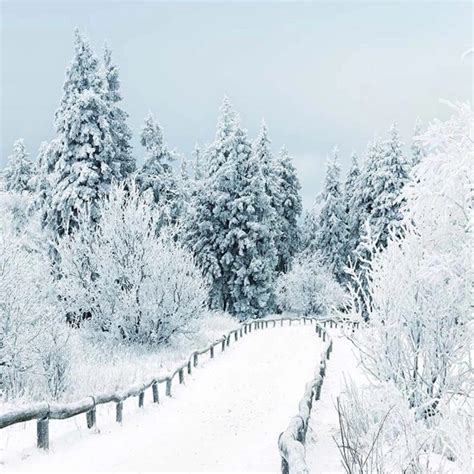 Beautiful Winter Scenic Photography Backdrop Snow Covered Pine Trees