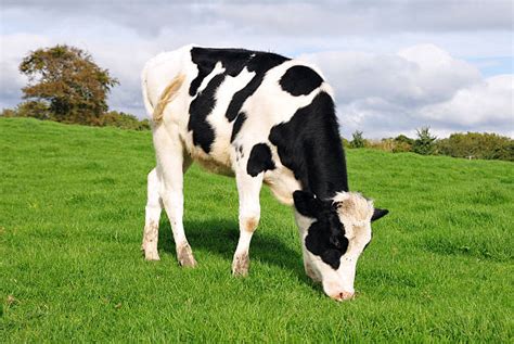 Cow Eating Grass Stock Photos Pictures And Royalty Free Images Istock