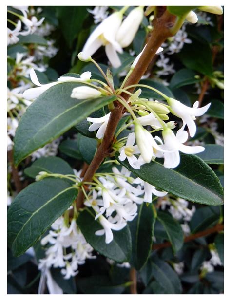 Osmanthus Burkwoodii Osmanthe De Burkwood