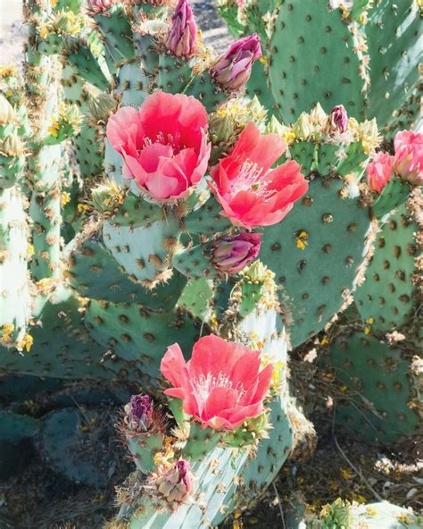 The Prickly Pear Cacti Are In Bloom One Of My Favorite Things About Living In Az Bloom