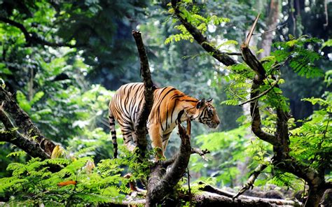 Fond Décran Des Arbres Animaux La Nature Les Plantes Tigre