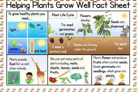 Villalpando Primary 2 Science How Do Plants Grow