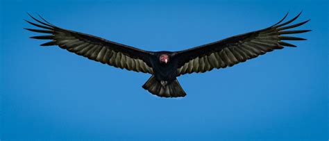 Turkey Vulture Owen Deutsch Photography