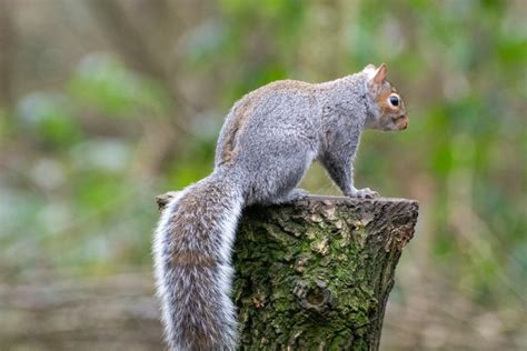 Grey Squirrel Sciurus Carolinensis Species Information Page Also