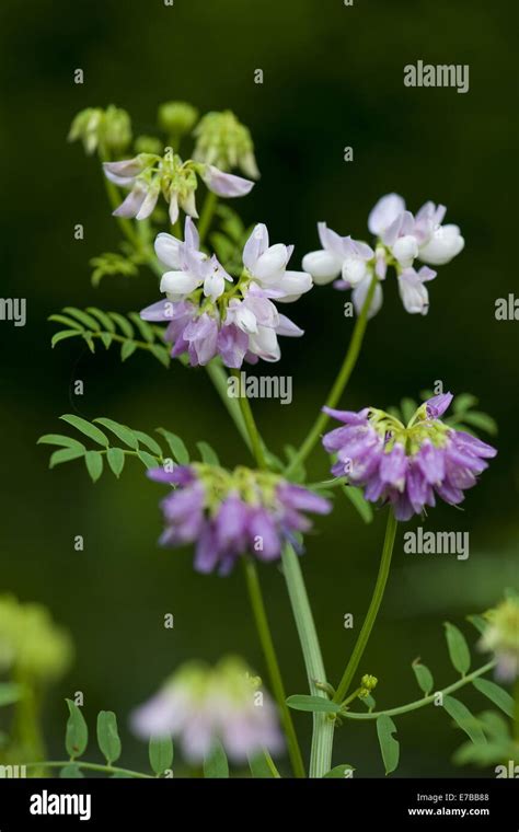 Crown Vetch Securigera Varia Stock Photo Alamy