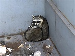 Two scared little Trash Pandas stuck in a dumpster outside my work. : r ...